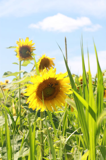 sunflower